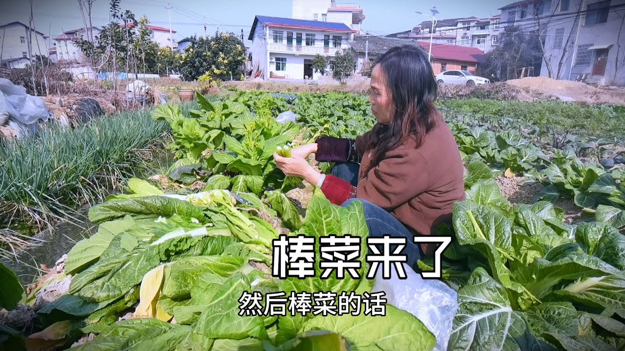 棒菜长势喜人，很粗胖口感软乎，西兰花长势喜人，年关冲刺加油！