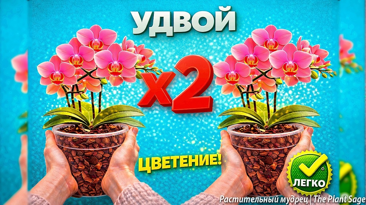 ОРХИДЕЯ ОТЦВЕЛА? СДЕЛАЙ ТАК И ОНА ЗАЦВЕТЁТ СНОВА ЧЕРЕЗ МЕСЯЦ!