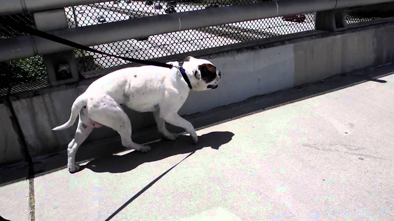 Canine  Myasthenia Gravis Syndrome