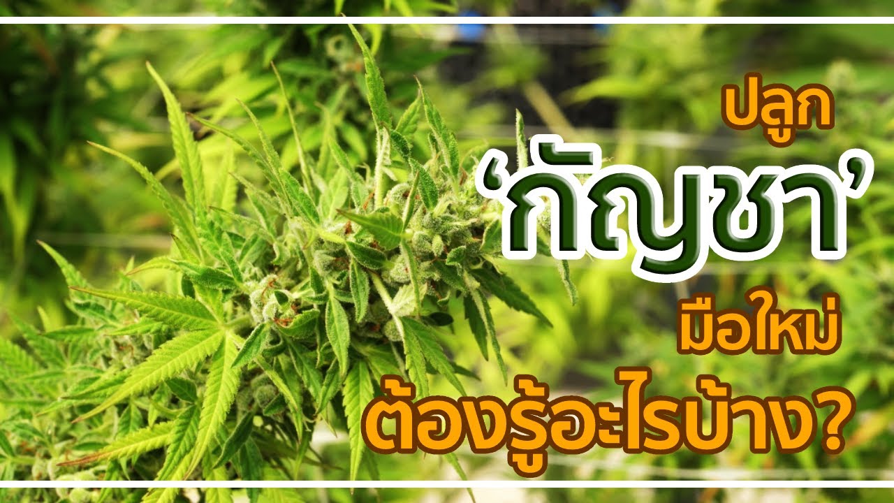 ปลูก 'กัญชา' มือใหม่ ต้องรู้อะไรบ้าง?