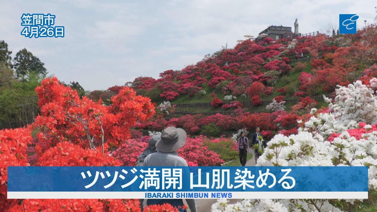 ツツジ満開 山肌染める　笠間つつじ公園