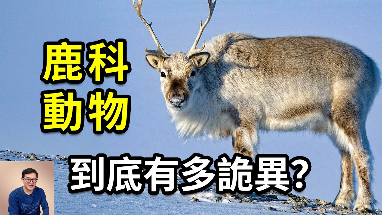 鹿科動物到底有多混亂？給聖誕老人拉雪橇的到底是什麼鹿？駝鹿、馴鹿、馬鹿、麋鹿……，傻傻分不清的鹿太多了！【老肉雜談】#動物 #生物 #知識 #科普 #鹿