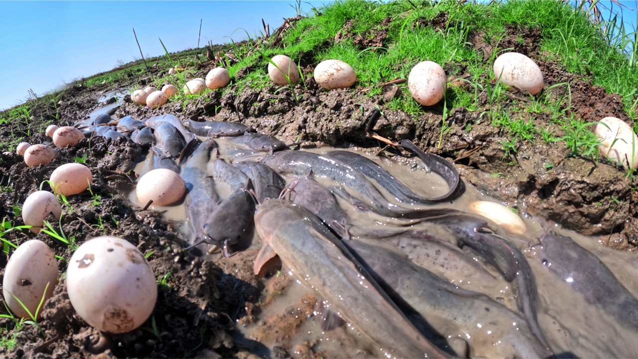 Wow Unique Video - Amazing fisherman pick eggs and catch a lot of fish in mud water by best hand