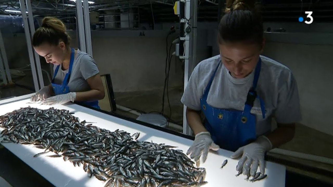 Le marché de l'aquaculture à Balaruc-les-Bains près de Sète