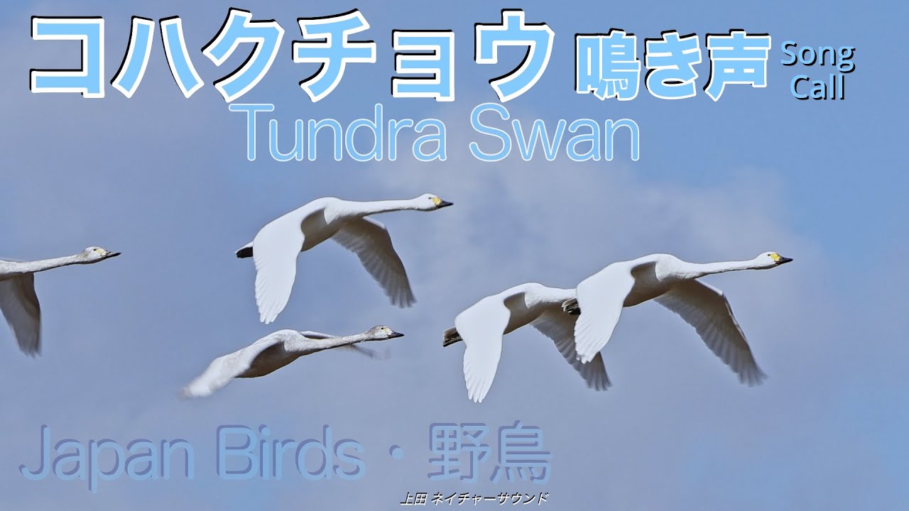 しゃがれたトランペット吹き　コハクチョウ鳴き声 / Tundra Swan / Cygnus columbianus