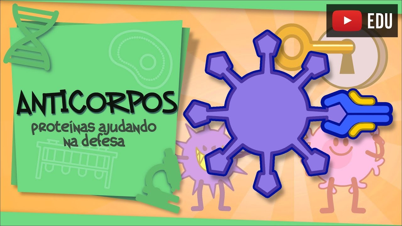 Anticorpos - ajudando os leuc&oacute;citos