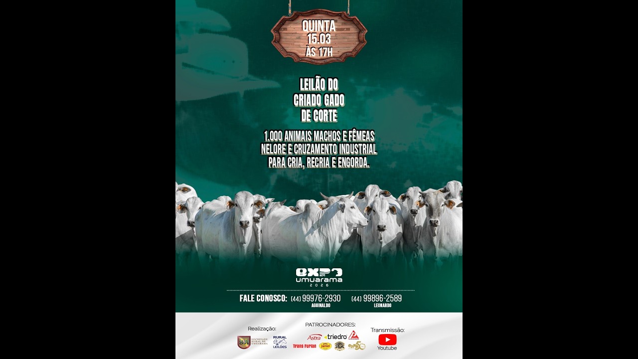 LEILÃO DE GADO AO VIVO / UMUARAMA - PR- Lances- (44) 9 9976-2930