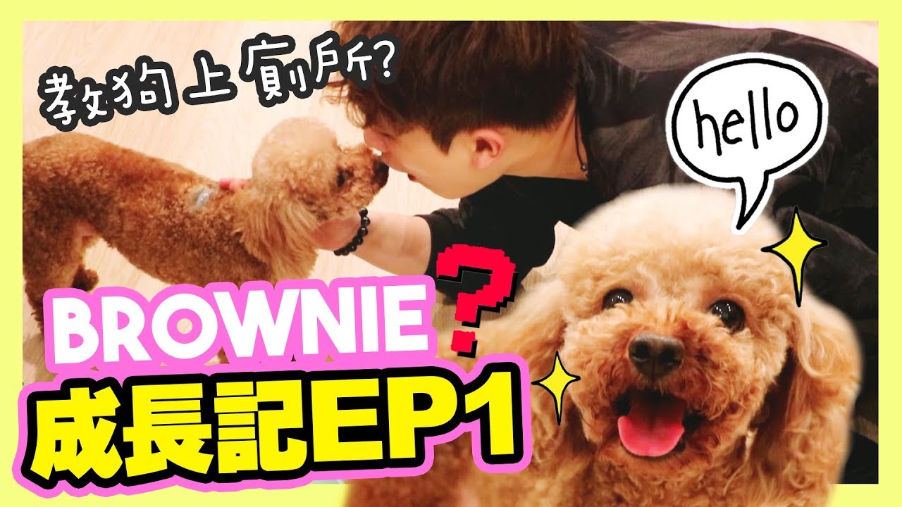 【🐶BROWNIE成長記】初到我家很怕MUFFIN？教狗狗上廁所大成功！🚽(中字)