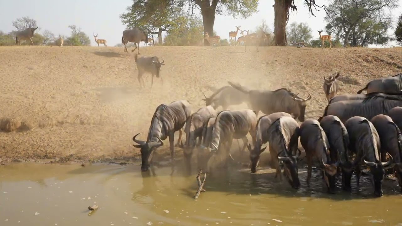 A Full Day at The Last Waterhole Hide – Mwamba Bush Camp