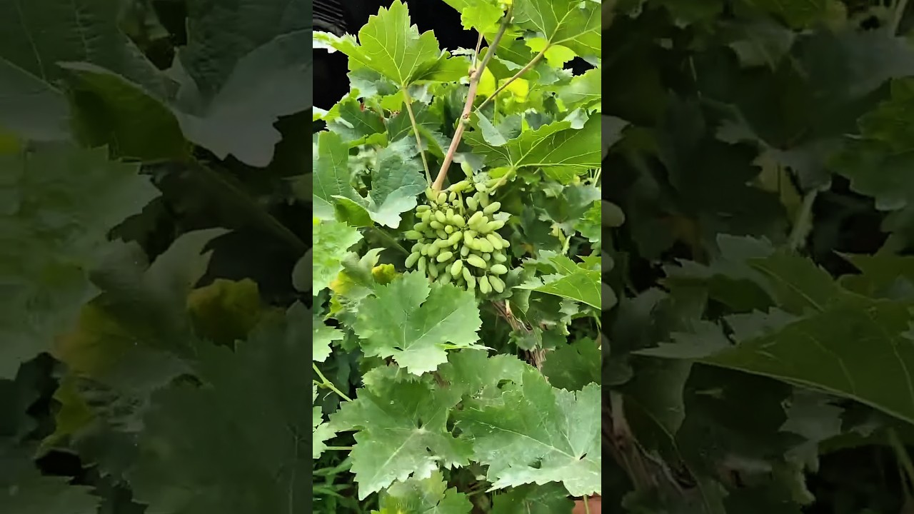 grape 🍇 tree #satisfying #pruning #farming #agriculture #grape