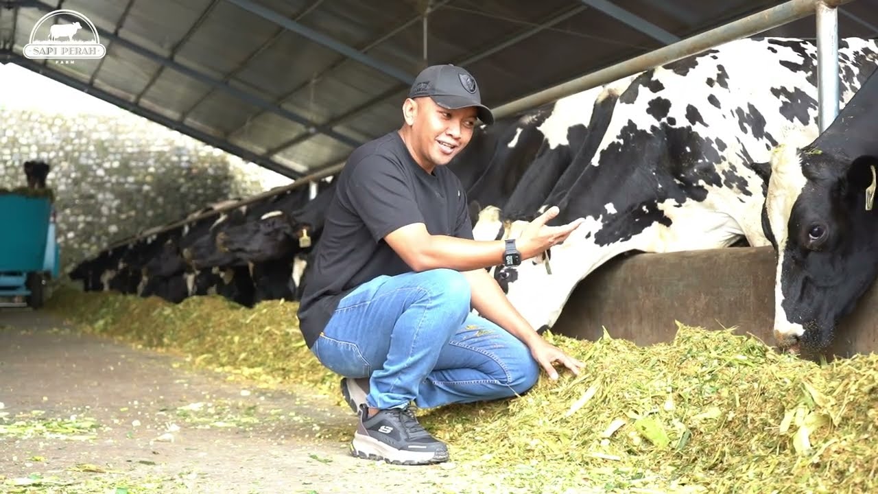 Usaha Sapi Perah Untung Besar ‼️Investor Dalam Dan Luar Negeri Berdatangan, Ini Rahasianya ‼️
