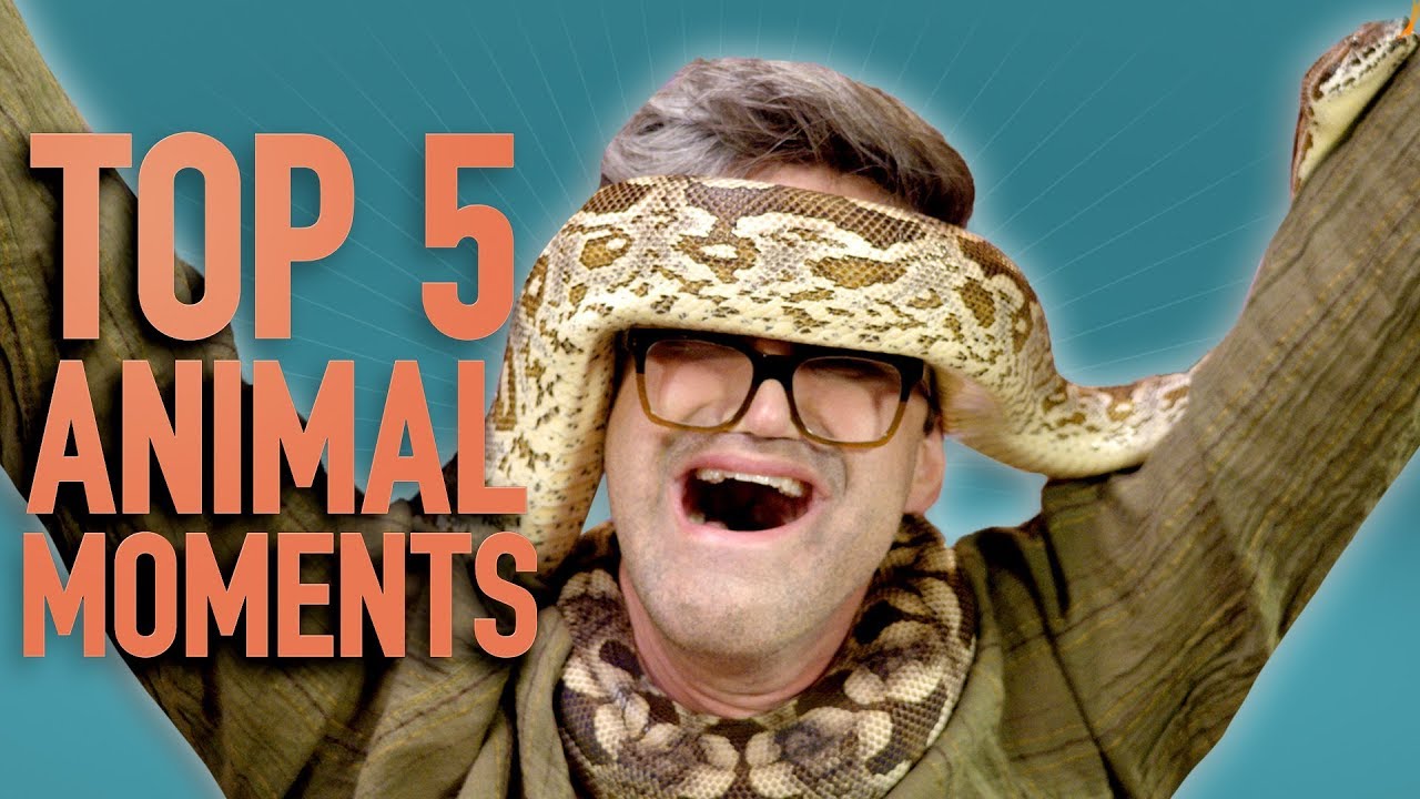 Top 5 GMM Animal Moments (2018)