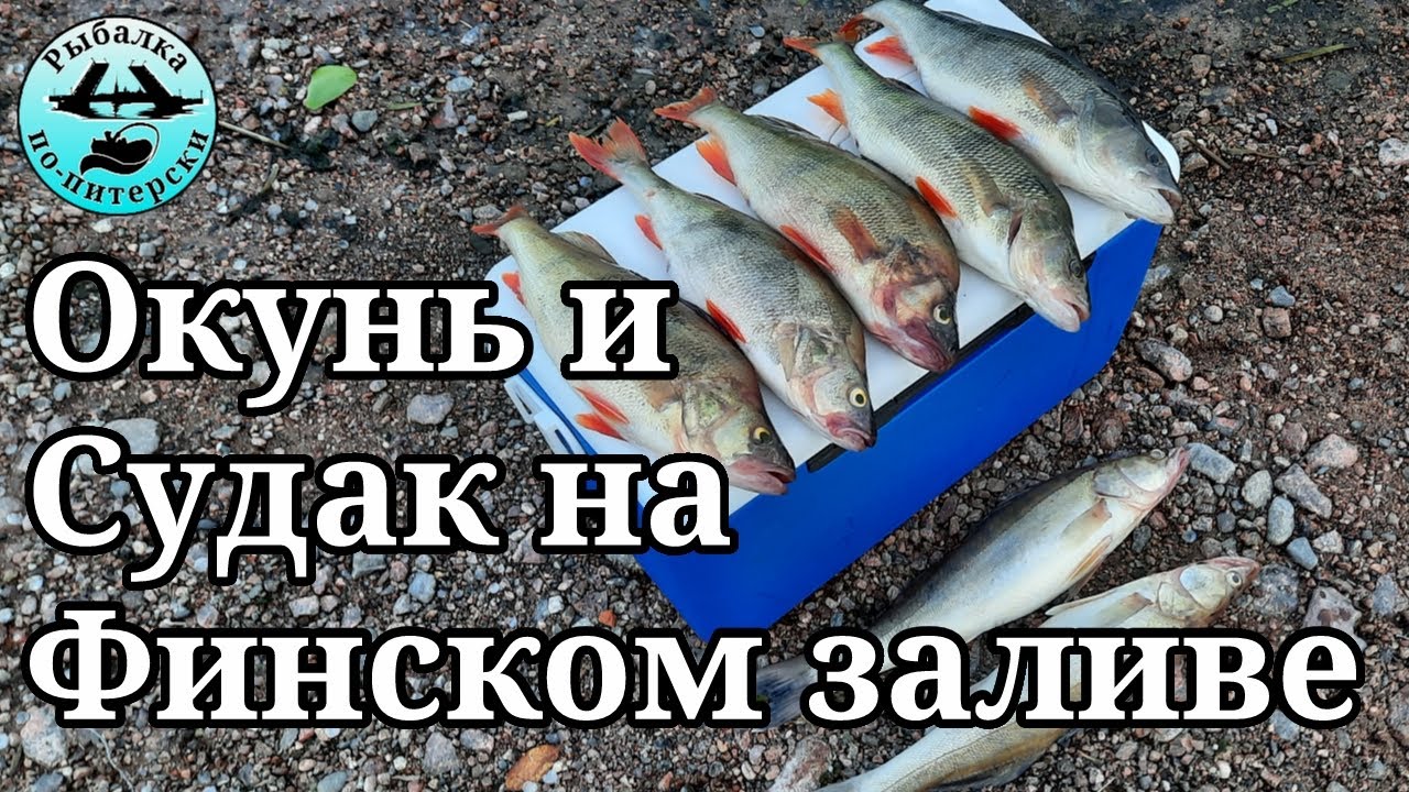 Окунь и судак на Финском заливе.