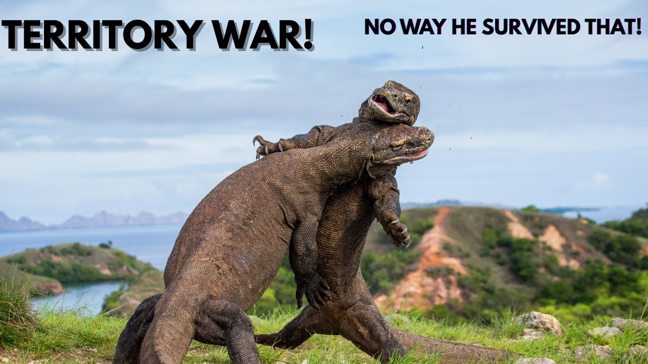 A Wild Story of Survival