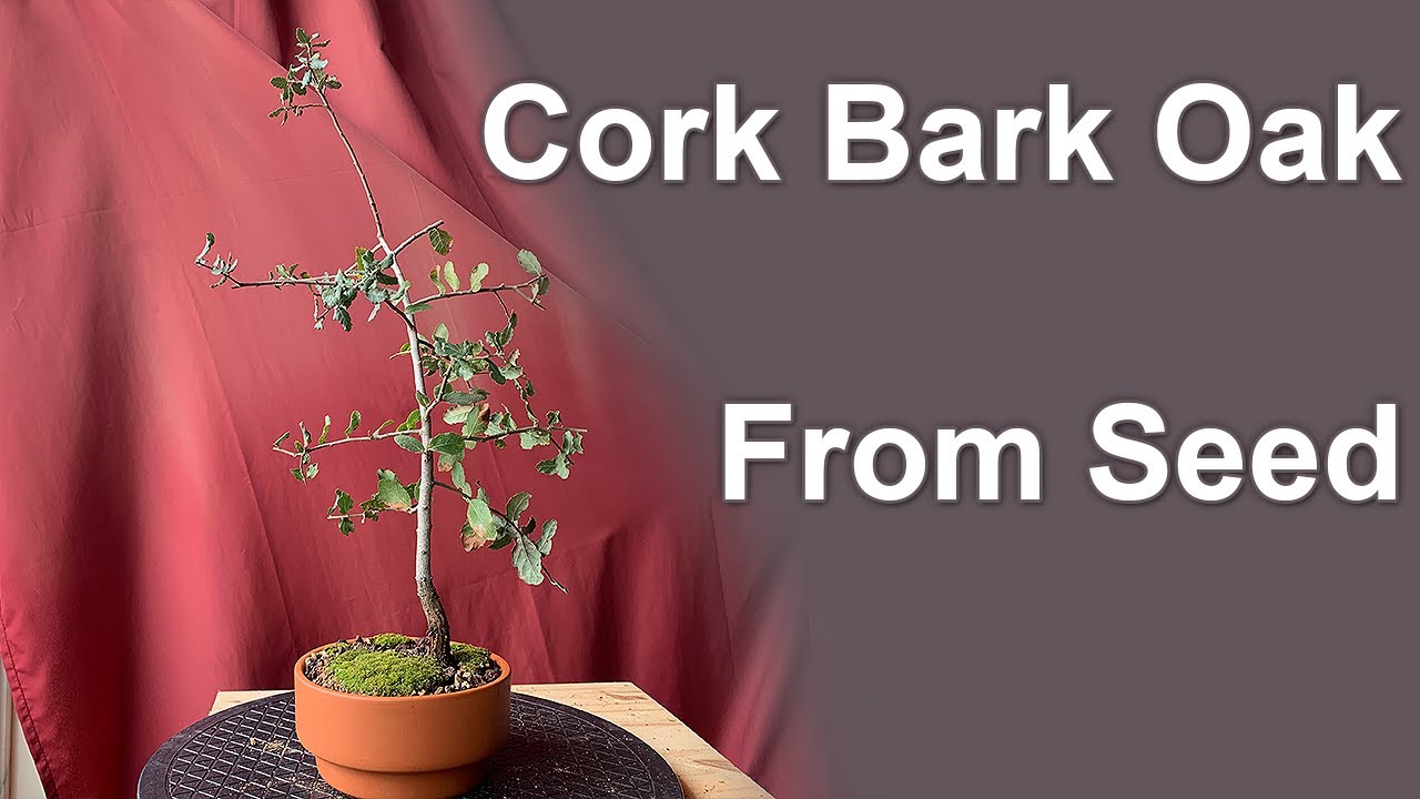 Oak Bonsai from Seed, Repot and Prune - March 2019 - Small Balcony Bonsai