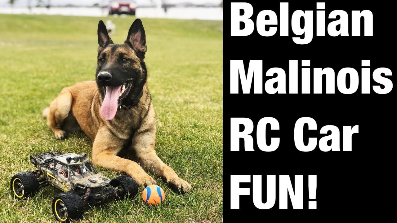 Exercising my Belgian Malinois with an RC Car