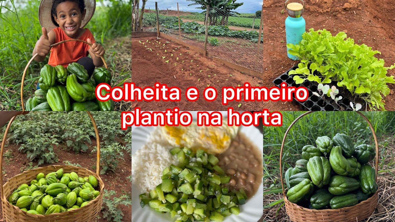 Colher é gratidão, plantar é fé. Hoje foi dia dos dois.