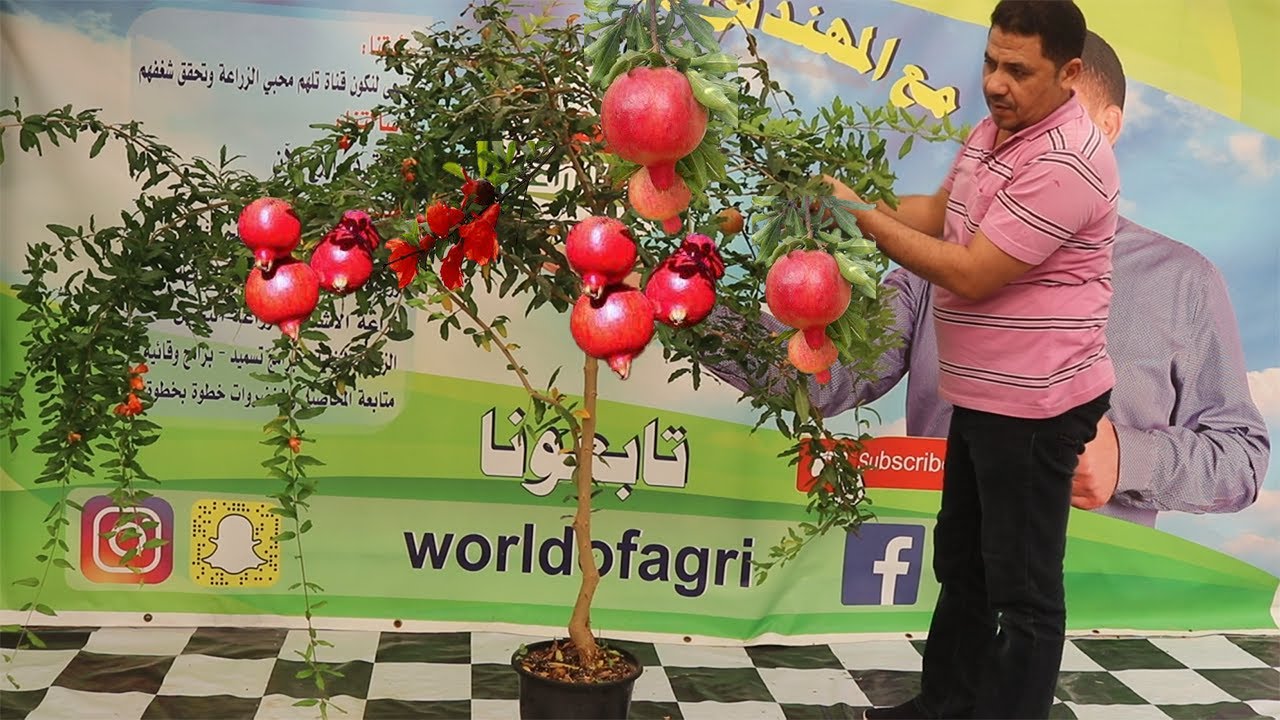 اسهل طريقة لزراعة و تربية اشجار الرمان في بلكونة المنزل, السبب الرئيسي لتساقط ازهار الرمان,