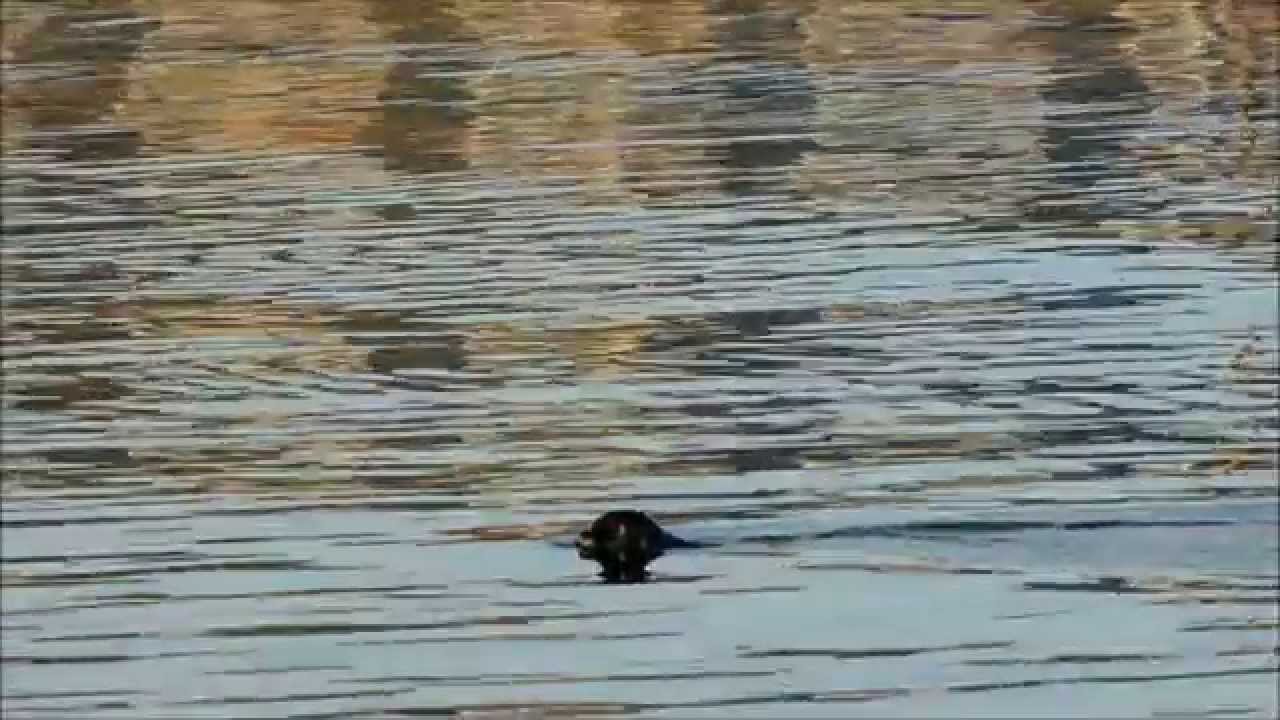 Die Robben im Hafen von Hvide Sande