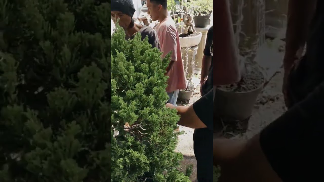 Belajar langsung dari sensei Bokop Art Master Bonsai Rudi Julianto