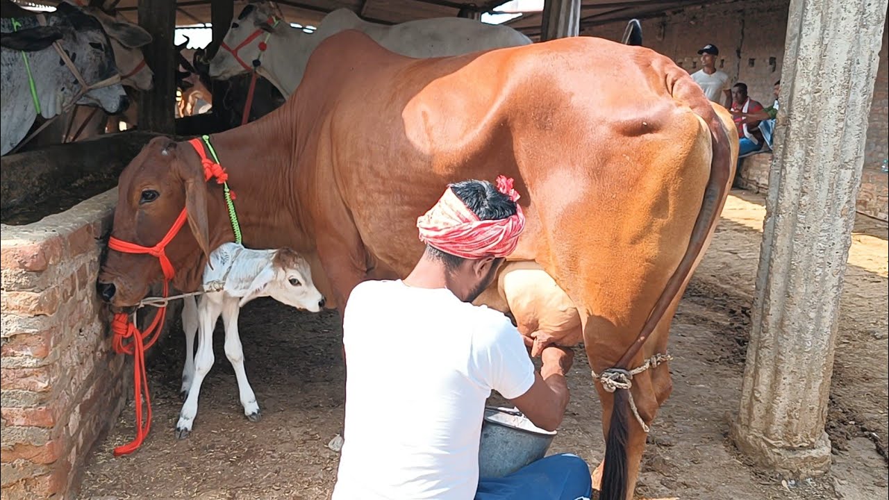 हर किस्म की दुध वाली गाय यहा मिलती है | Chausa Pashu Mandi 2023 | Cow Mandi | Cow for Sale #Milk