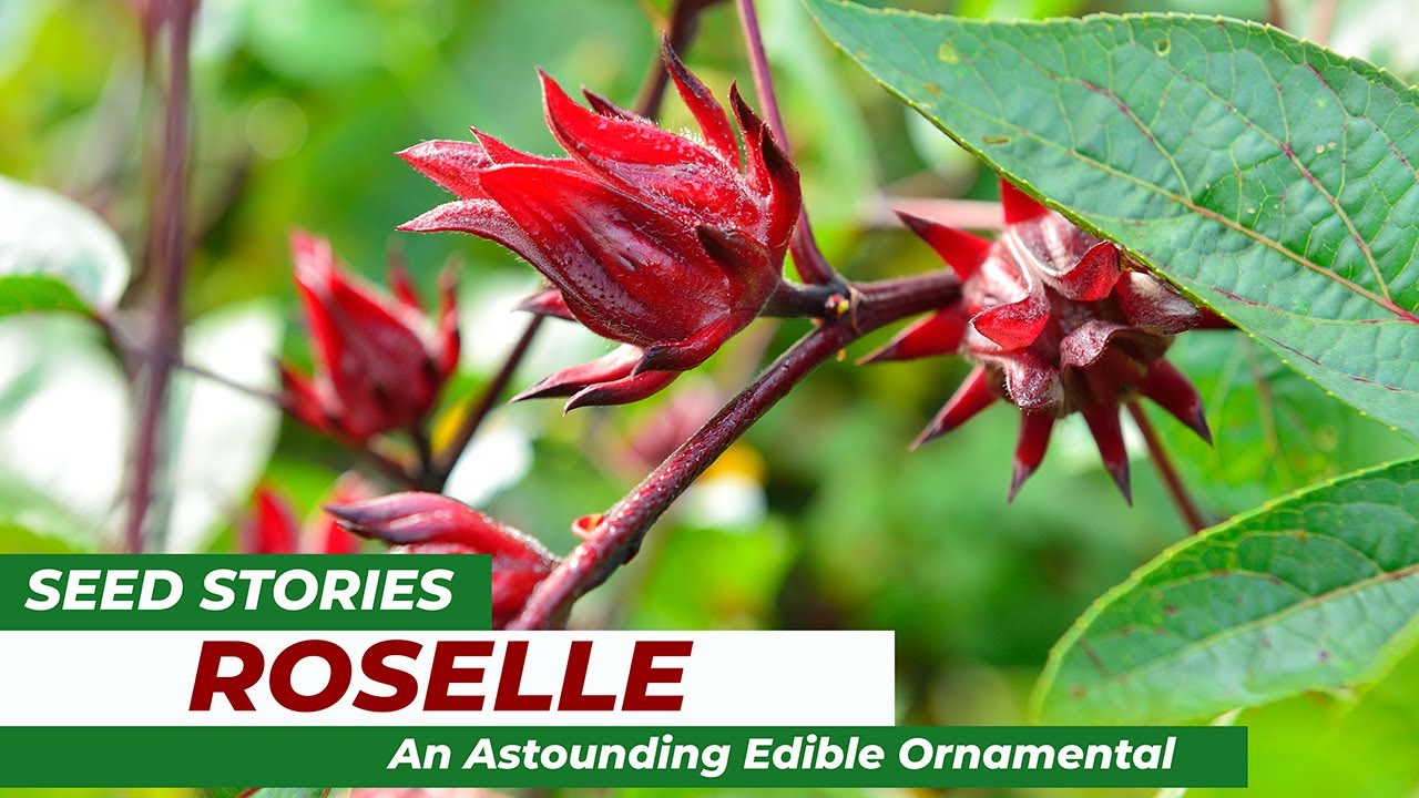 SEED STORIES | Roselle: An Astounding Edible Ornamental