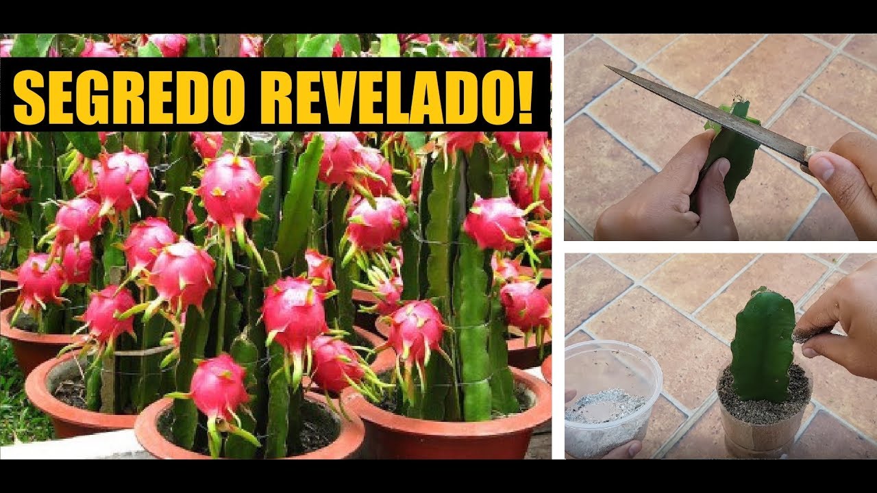 COMO PLANTAR PITAYA EM GARRAFA PET OU NO VASO PARA PRODUZIR EM POUQUÍSSIMO TEMPO