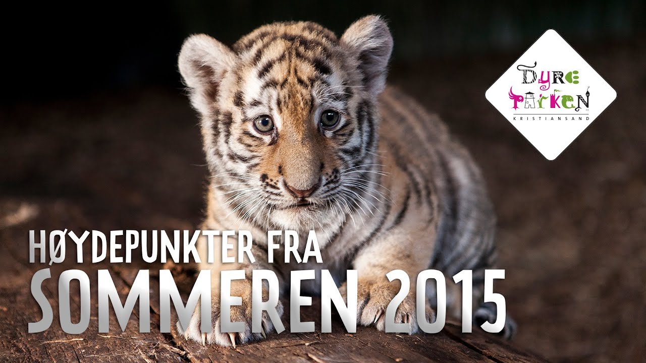 Høydepunkter fra sommeren 2015 i Dyreparken, Badelandet og Abra Havn