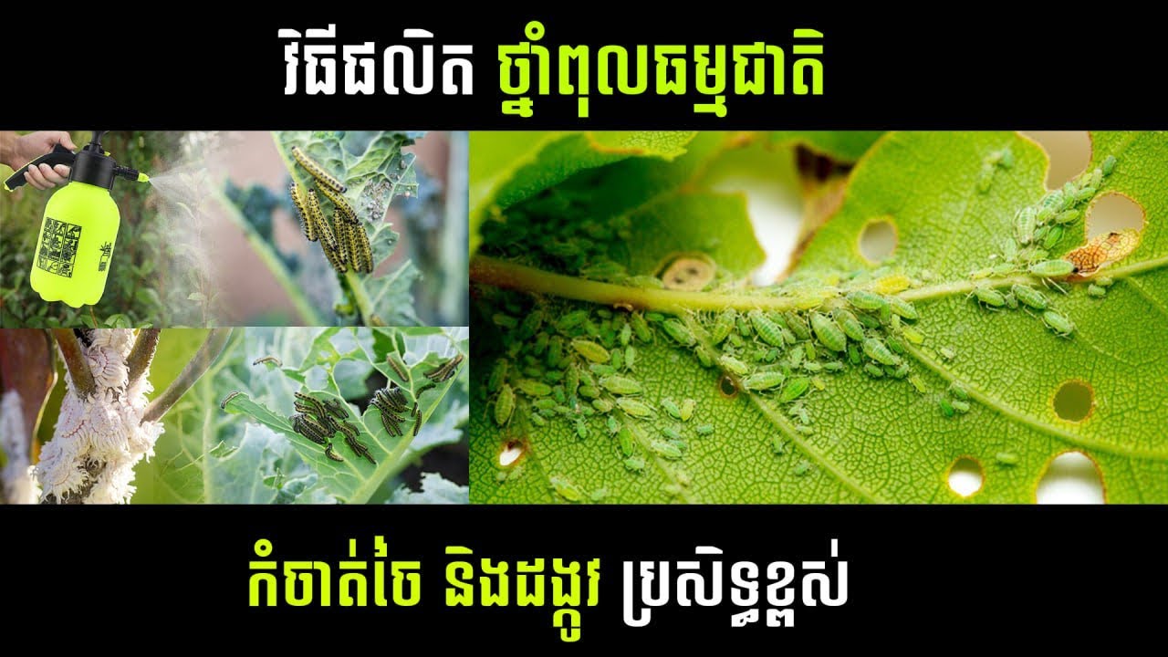 រូបមន្តថ្មី ថ្នាំពុលធម្មជាតិ កំចាត់ចៃ ដង្កូវ ប្រសិទ្ធខ្ពស់ ផលិតភ្ល្មាម ប្រេីភ្លាម
