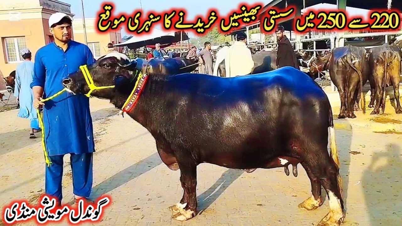 Today Gondal Mandi latest update 10Nov2025!new Murrah buffalo for sale! Milking buffaloes Fresh Rate
