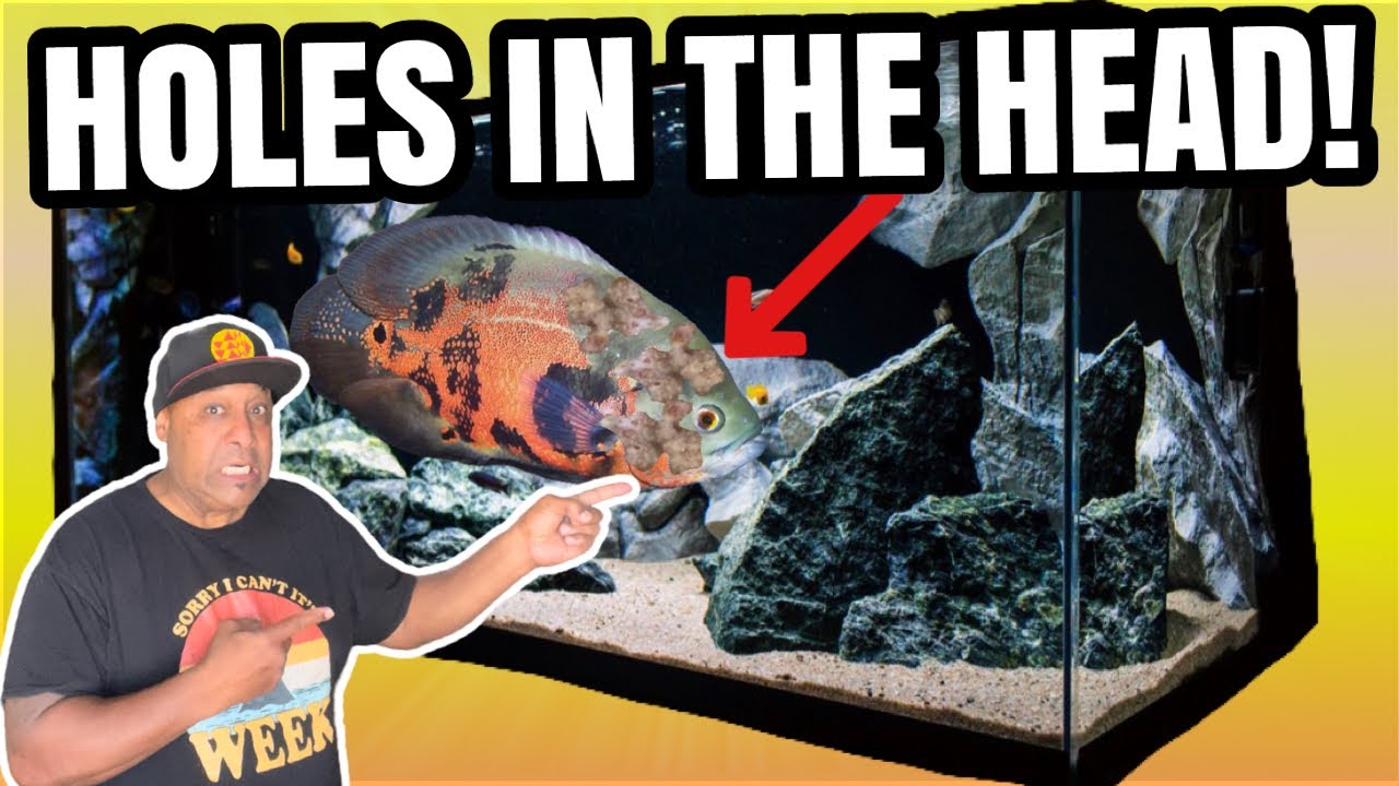 My Oscar Fish has “HOLE IN THE HEAD” Disease!