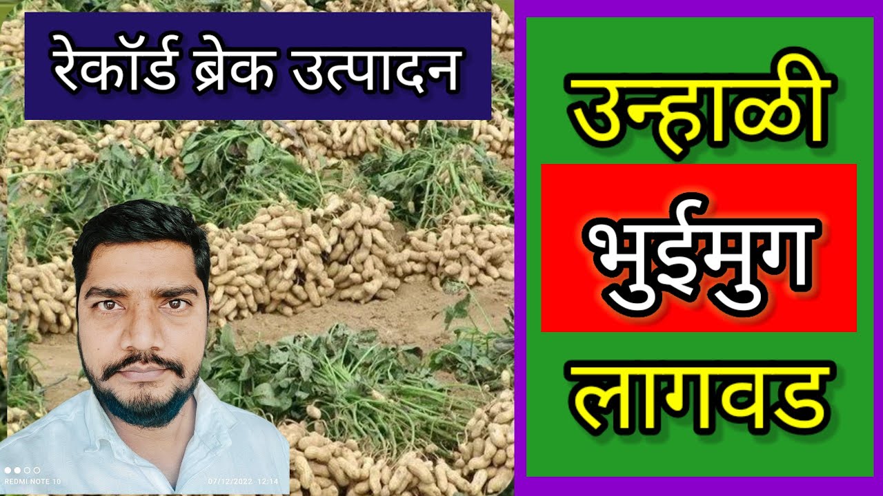 उन्हाळी #भुईमुग लागवड तंत्रज्ञान unhali bhuimoong lagwadl #bhuimug lagavad l bhuimug best variety