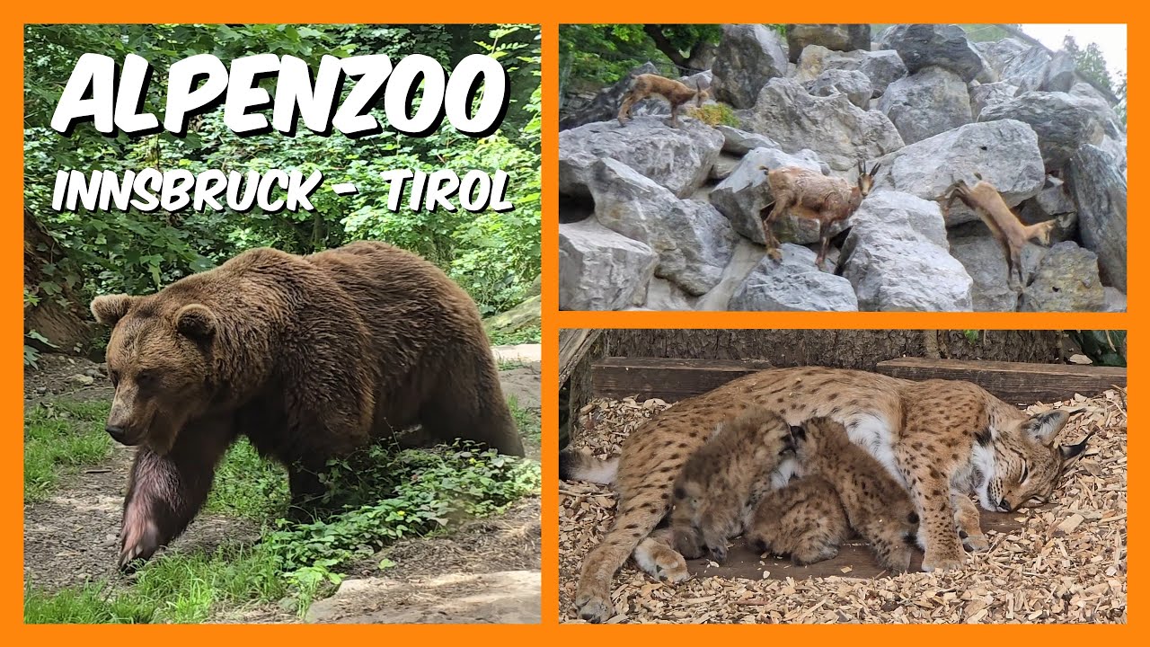 Entdeckt mit uns den Alpenzoo Innsbruck – Europas höchstgelegener Zoo!