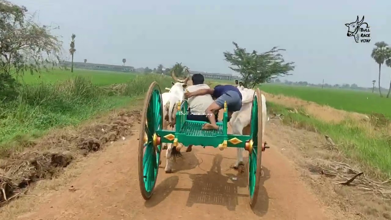 చేబ్రోలు రాష్ట్రస్థాయి ఎడ్ల పందెం జూనియర్స్ 🐂🏆🐂@BULLRACEvijayAP 