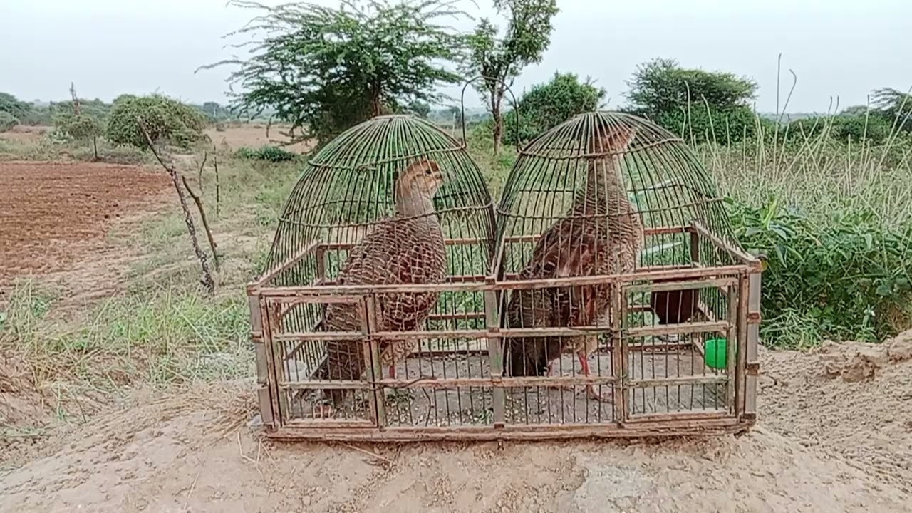 Jangali Titar pakdne ka shekar ki awaz female titar ki shekar ki awaz Dise titar ki awaz