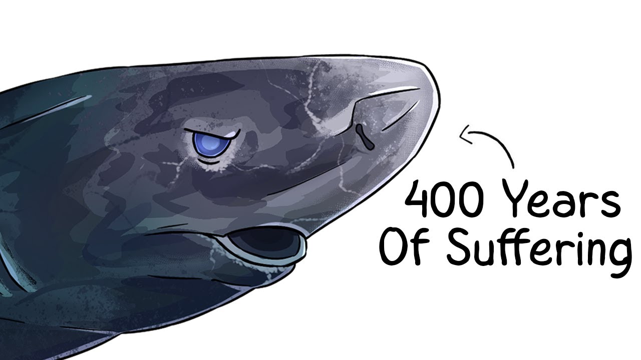 Why it Sucks To Be Born As a Greenland Shark