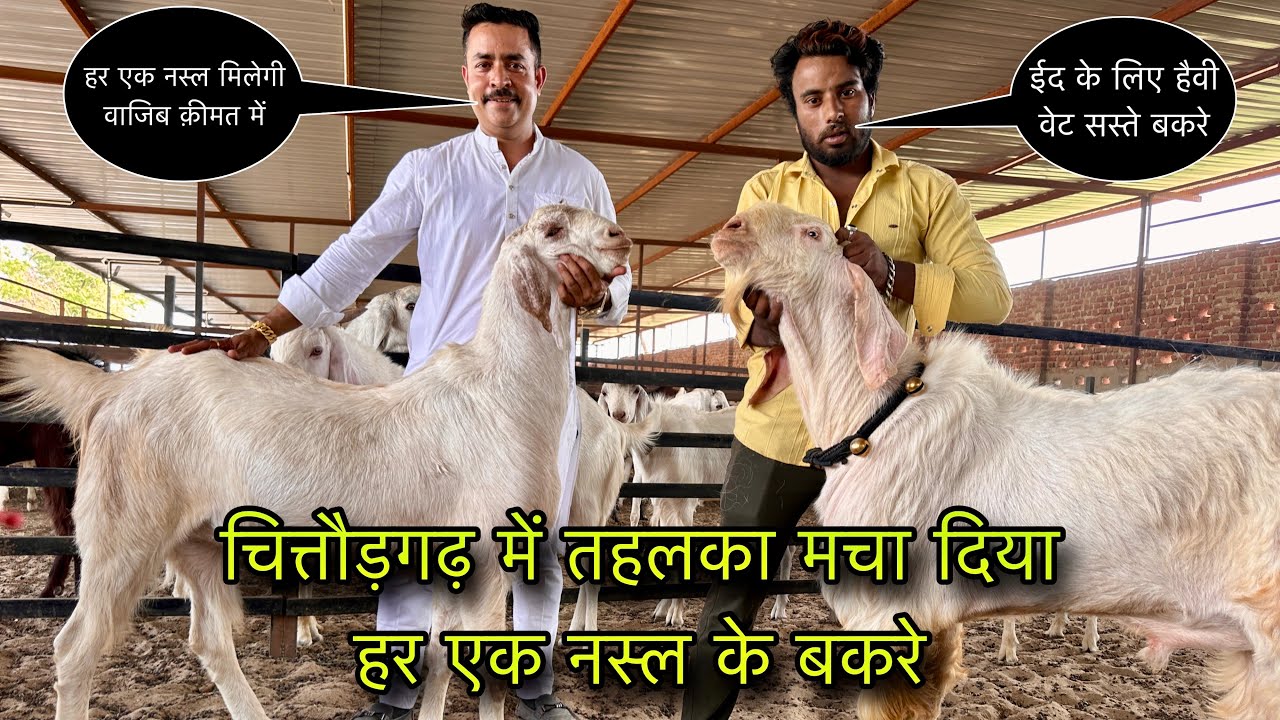 चित्तौड़गढ़ में तहलका मचा दिया हर एक नस्ल के बकरे @farmingbaba ARSH GOAT FARM CHITTORGARH RAJASTHAN