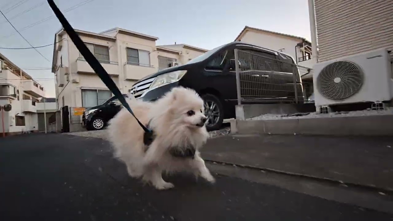 2026年1月24日土曜日　ポメラニアン？🐶　お散歩　テテ！