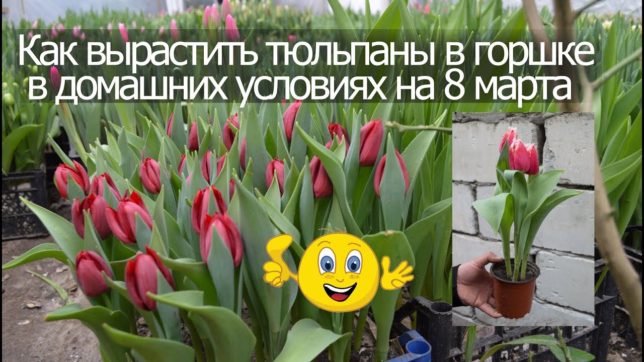 Как вырастить тюльпаны в горшке в домашних условиях на 8 марта