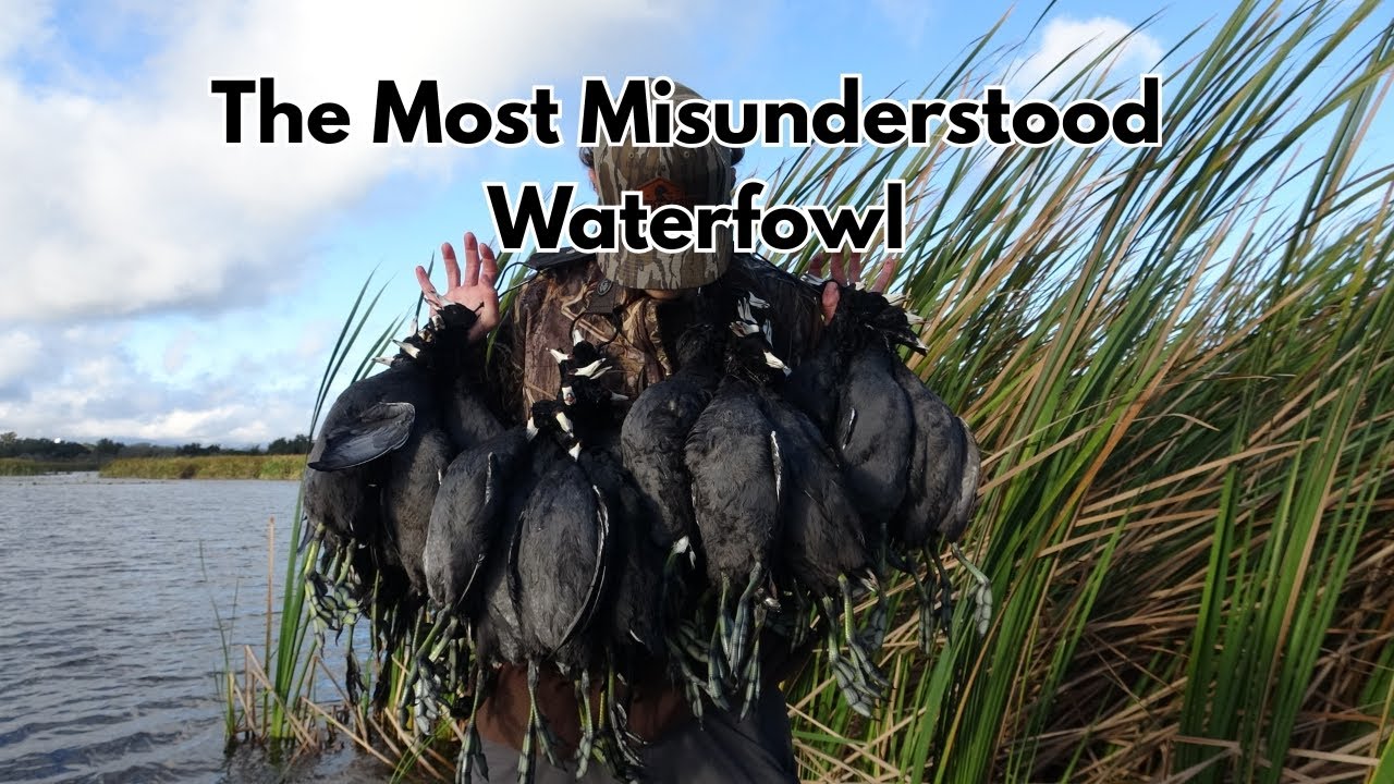 The Most Misunderstood Waterfowl! Coot Catch and Cook(Limited)