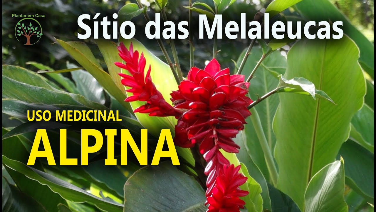 Alpina, Mudas e  Óleo Essencial no Sitio das Melaleucas