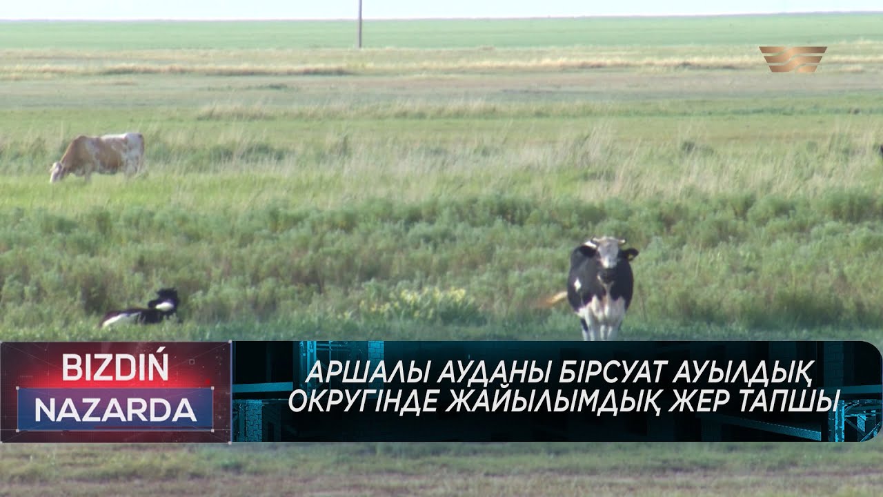 Аршалы ауданы Бірсуат ауылдық округінде жайылымдық жер тапшы