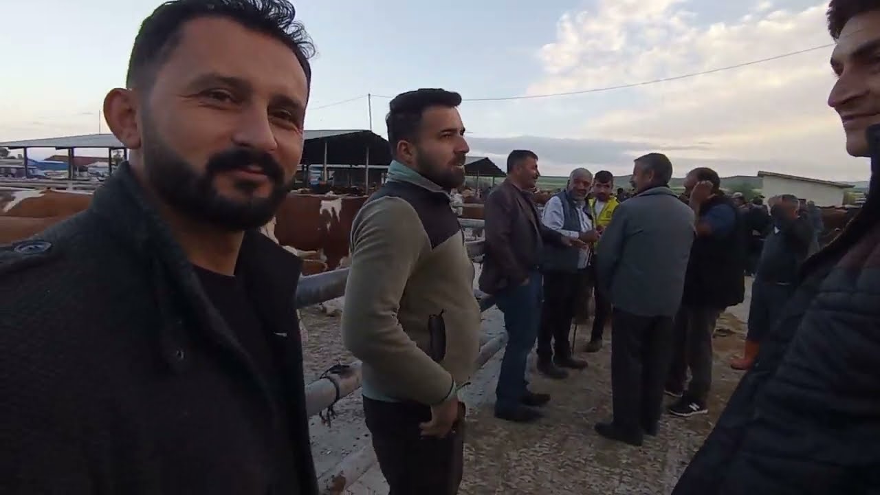 ÇORUM SUNGURLU HAYVAN PAZARI BÜYÜKBAŞ 2 MAYIS ÇEKİMİ 3. BÖLÜM 5 MAYIS