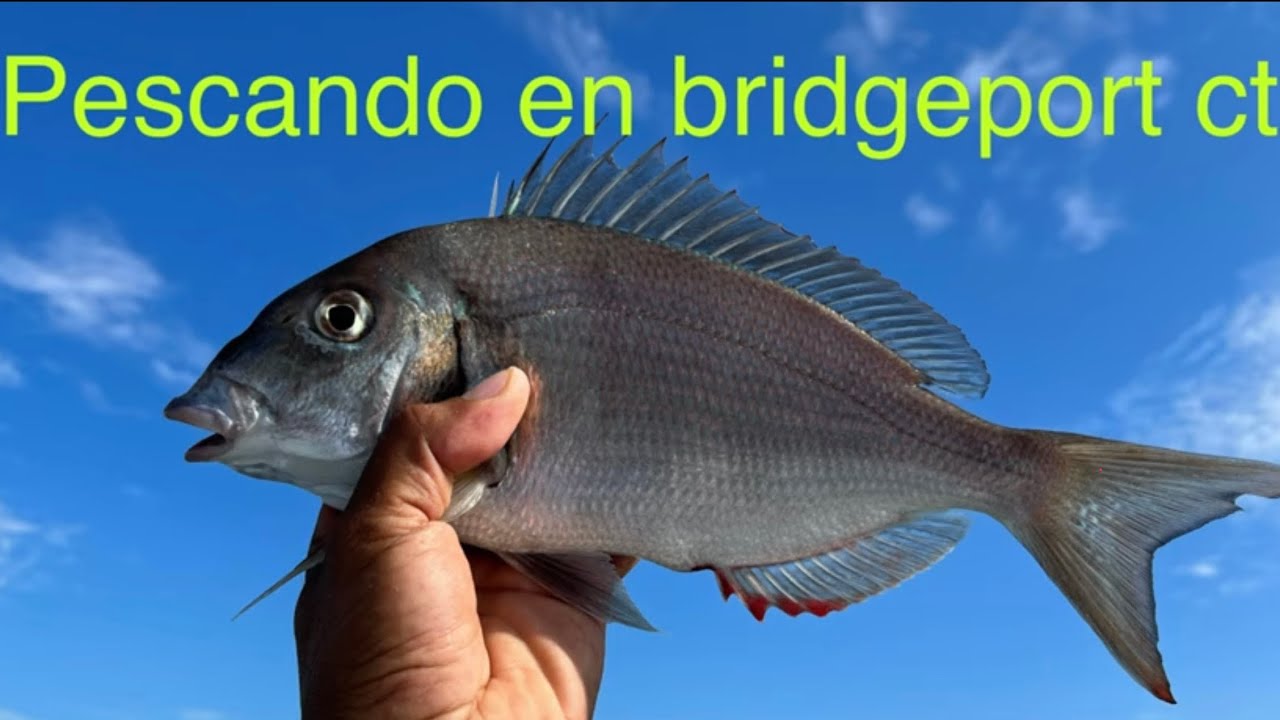APRENDIENDO A PESCAR  PORGYS #pescando #bridgeport   ct#usa #boat #pesca #
