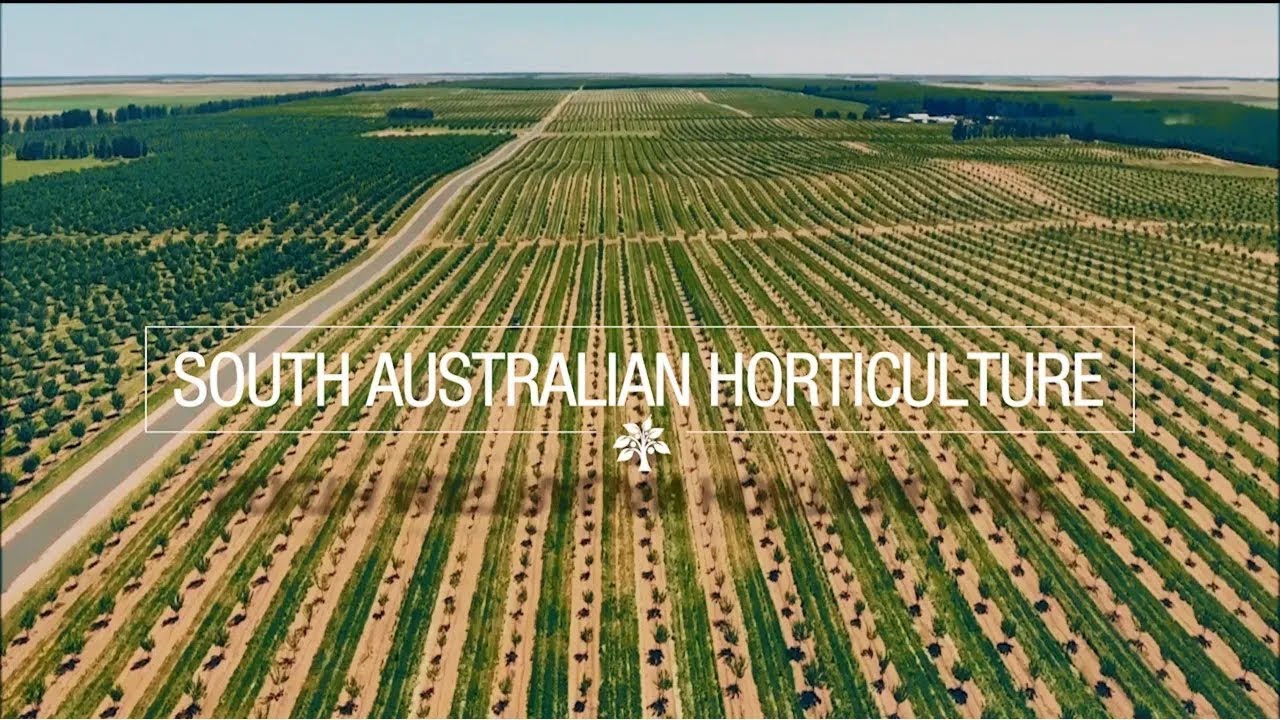 South Australian horticulture (2025)