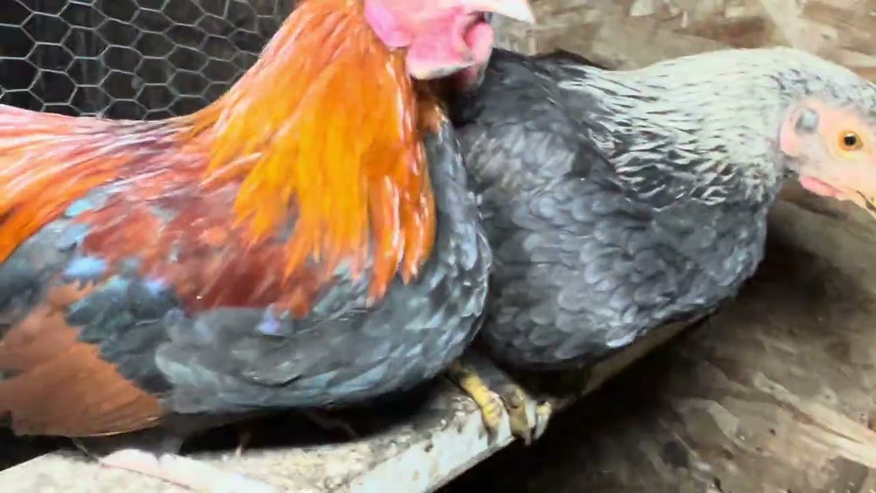 Mid December 2025 Coop check up 