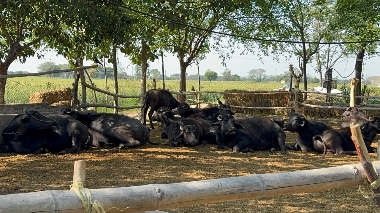 Buffalo Dairy Farm near to Nature || कम खर्च वाला डेरी शेड और डेरी फ़ार्म