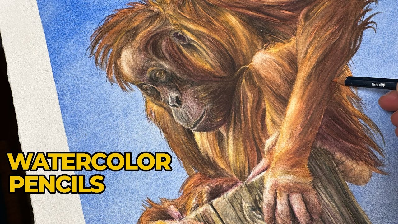 Watercolor Pencils - Orangutan