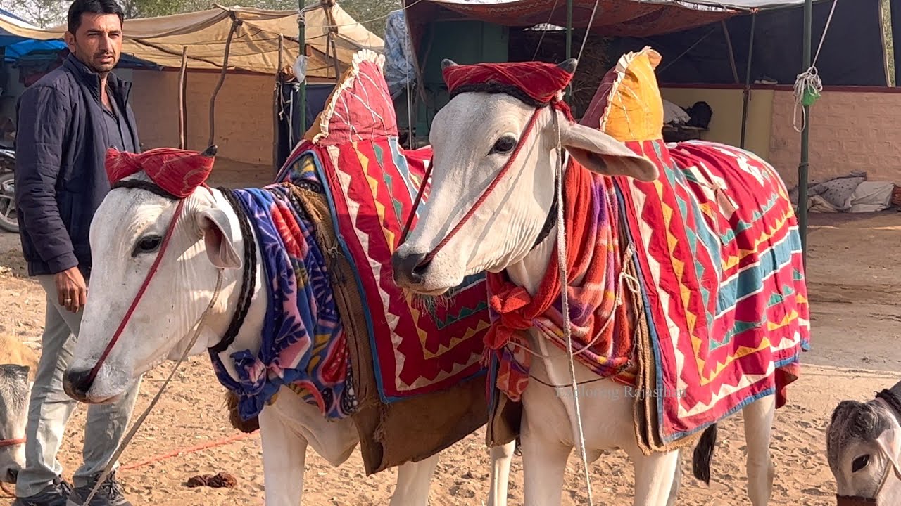 ओरिजनल नागौरी बैल और उनकी प्राइस