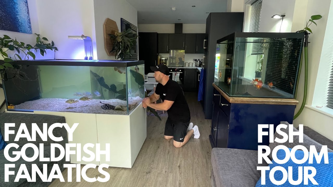 FISH ROOM TOUR AT FANCY GOLDFISH FANATICS HOUSE AROWANA AND MORE